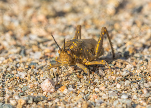 Acridium vittatum  Poiklocerus bufonius vittatus    