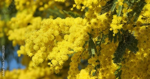 Acacia dealbata, known as silver wattle or mimosa, Provence, France