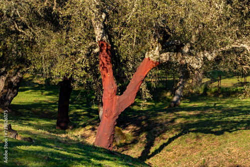 Tronco de alcornoque desnudo después del descorche del árbol para producir corcho photo