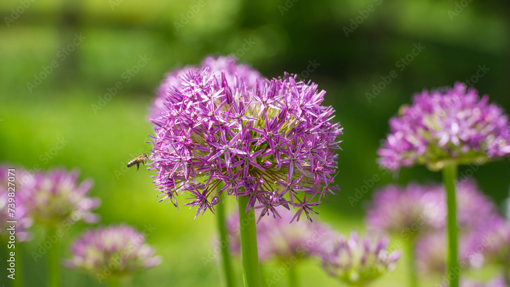 Fototapeta premium Lilac flowers Allium are on the background of green grass.