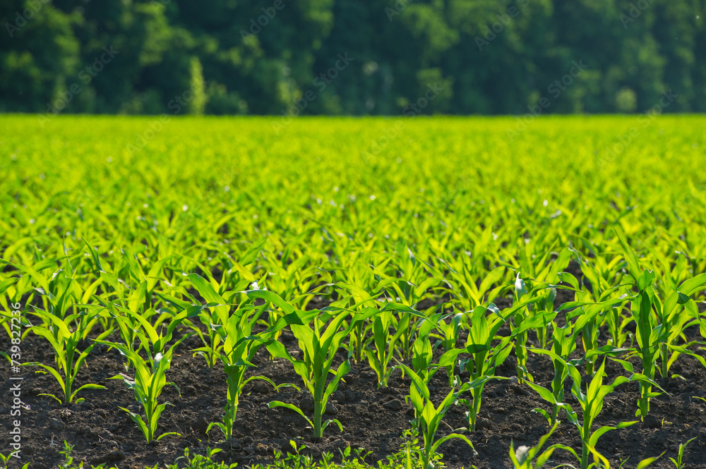 Fototapeta premium Fresh field of green corn sunny day.