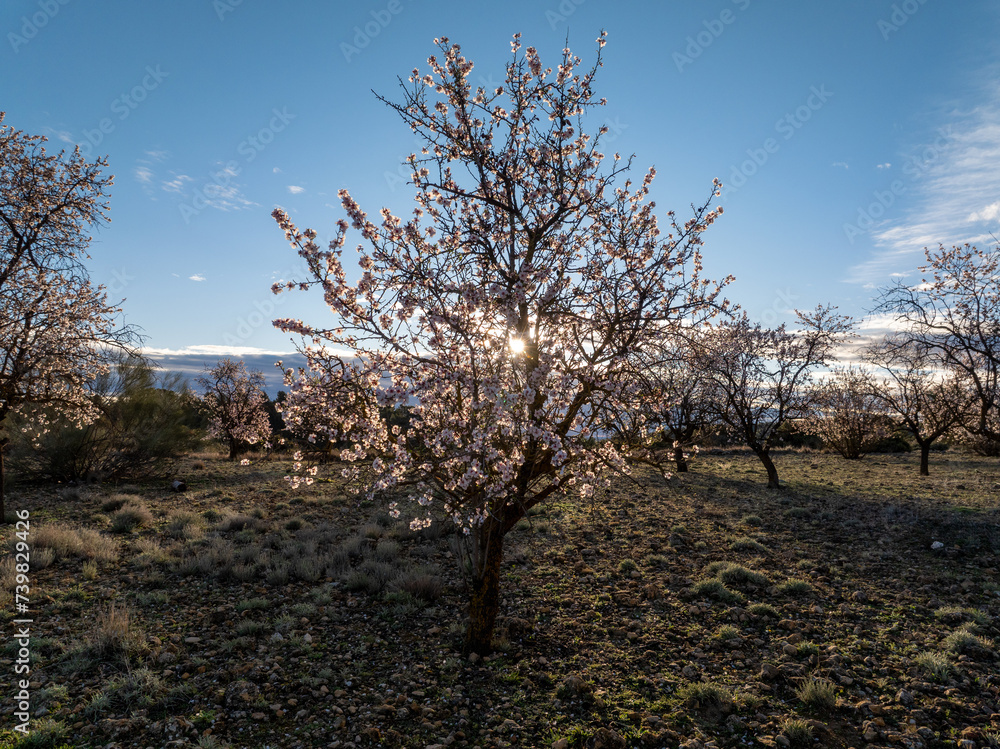 Almendros en flor con el sol de fondo