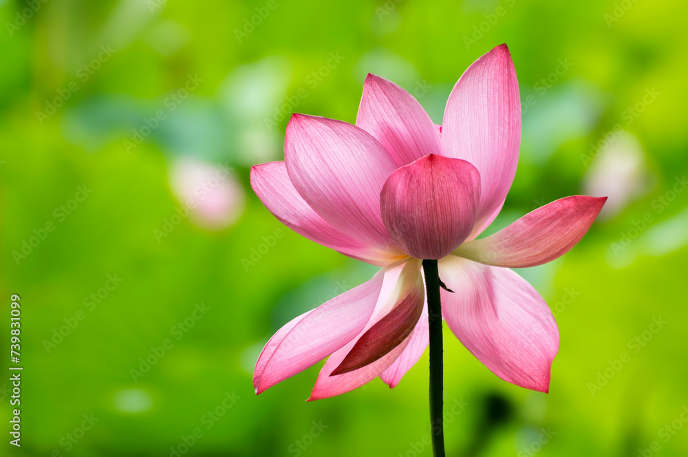 Blossoming lotus flower and waterlily in pond Blossoming lotus flower and waterlily in pond