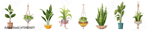 Houseplant and macrame plant growing in pots. Set of handmade home decorations macrame plants isolated on white background. Cartoon flat illustration.