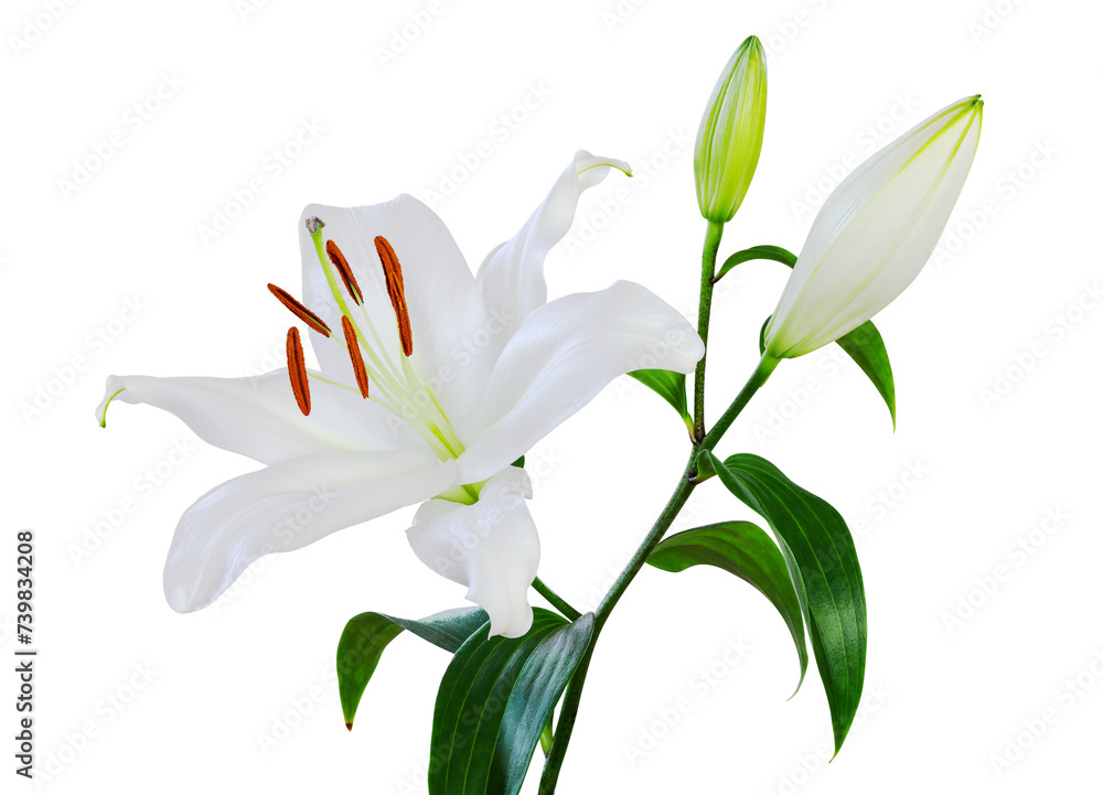 Obraz premium Wonderful white Lily (Lilium, Liliaceae) with buds isolated on white background, including clipping path.
