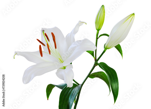 Wonderful white Lily (Lilium, Liliaceae) with buds isolated on white background, including clipping path.