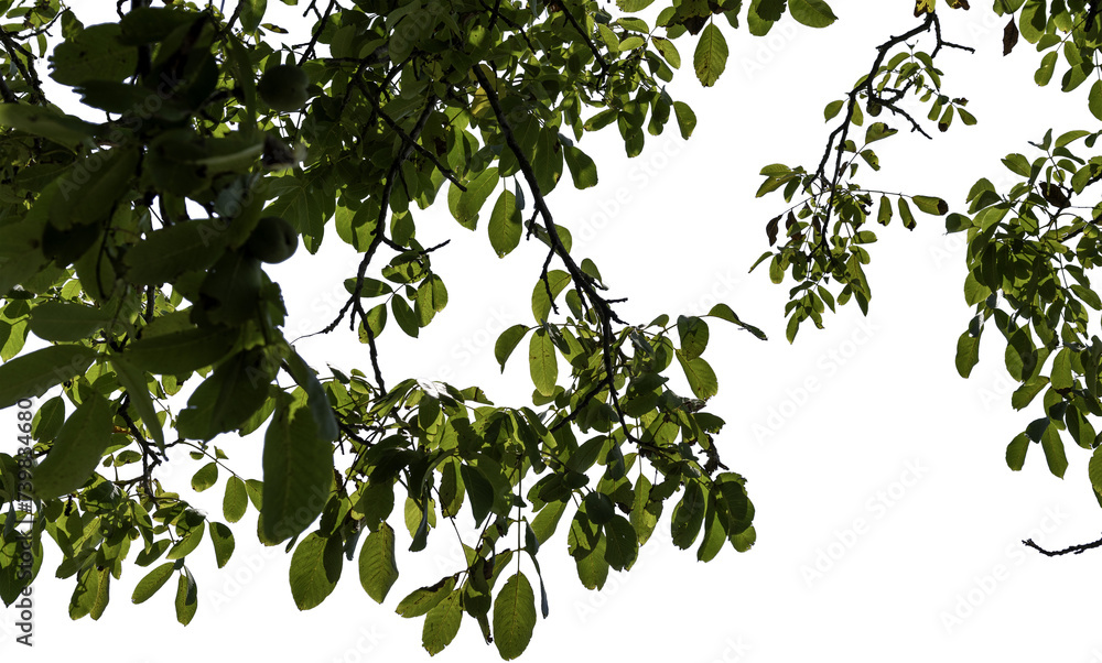Äste eines Nussbaumes mit grünen Blätter Äste eines Nussbaumes mit grünen Blätter