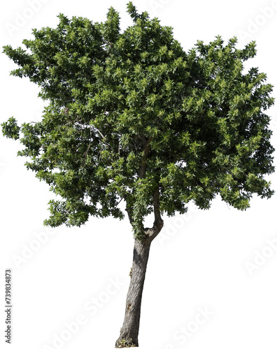 Junger Baum mit grünen Blättern