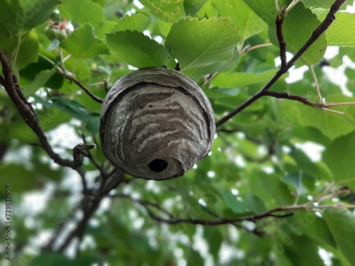 How to overcome wasps. A hornet's nest hangs from a tree branch in the garden. A dangerous neighborhood with wasps. Bottom view.