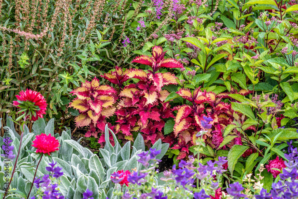 Fototapeta premium Coleus Solar Shadow in the summer garden