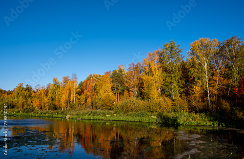 Autumn forest on the river bank on a clear day.