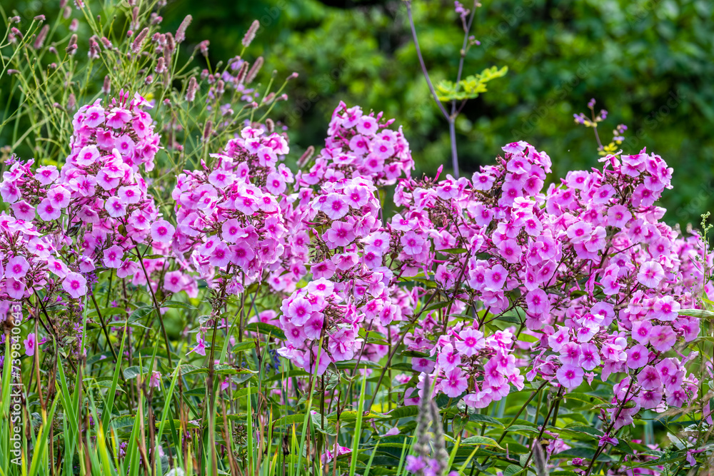 Phlox paniculata in the garden on a summer day. Phlox paniculata in the garden on a summer day.
