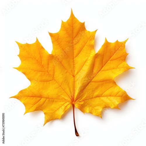 Vibrant Maple Leaves of Autumn on Isolated White Background - Captivating Colors of Yellow  Red