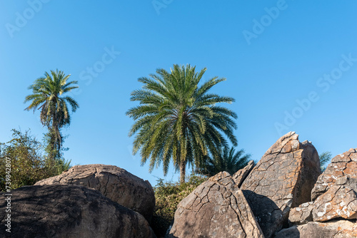 Two Palm Trees Adjacent to Rocky Terrain
