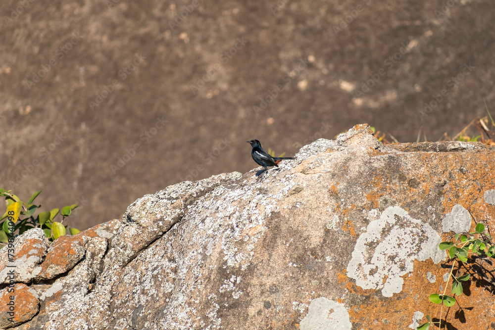 Indian Robin Perched on a Rocky Outcrop at Shravanabelagola in Daylight Indian Robin Perched on a Rocky Outcrop at Shravanabelagola in Daylight