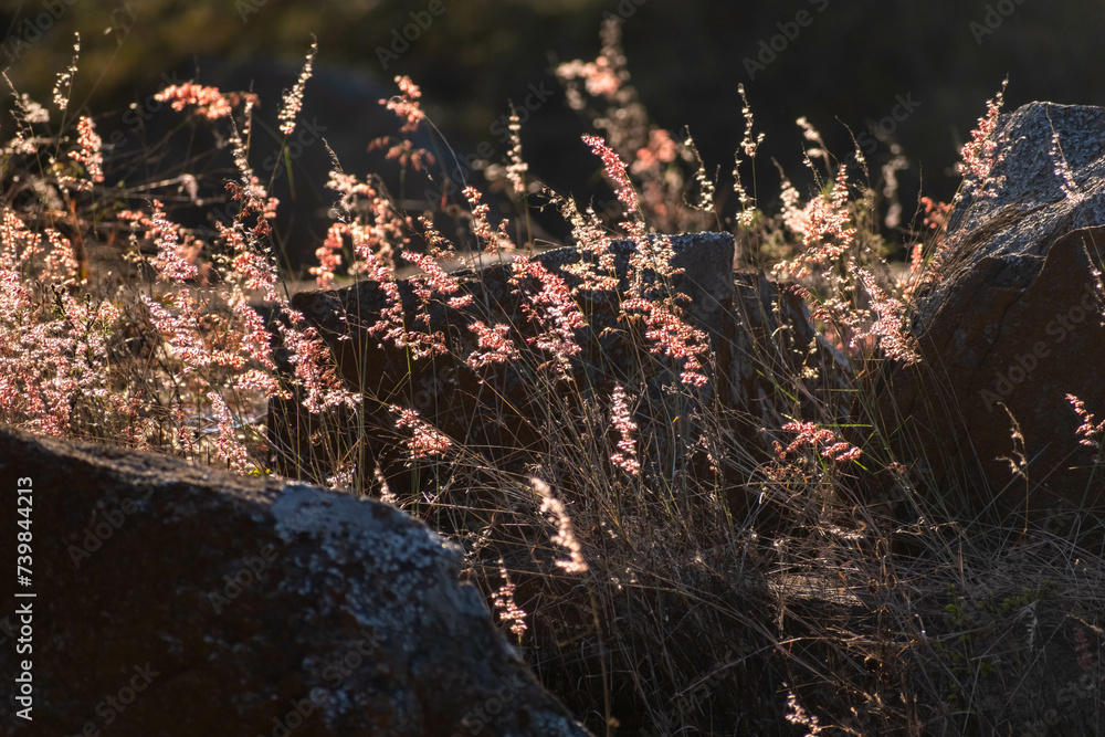 Backlit Wild Grasses and Rocks Captured at Golden Hour in Natural ...