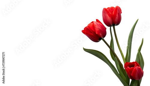 Red tulip PNG image 