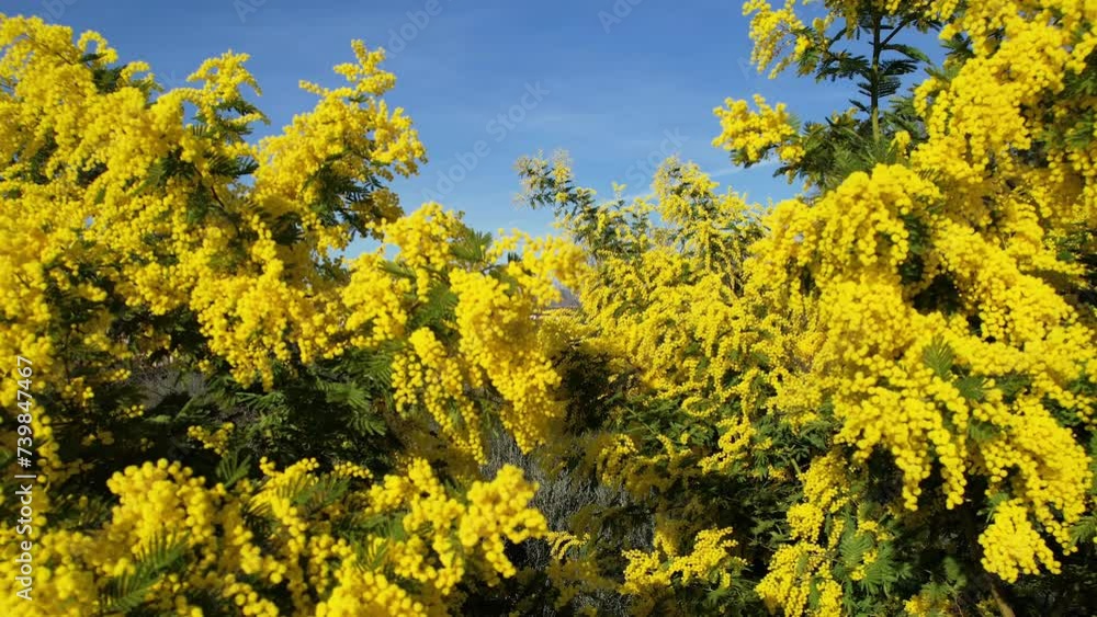 Beautiful Mimosa plant (Acacia dealbata) in bloom in February. International Women's Day on March 8. Shot from bottom to top Beautiful Mimosa plant (Acacia dealbata) in bloom in February. International Women's Day on March 8. Shot from bottom to top