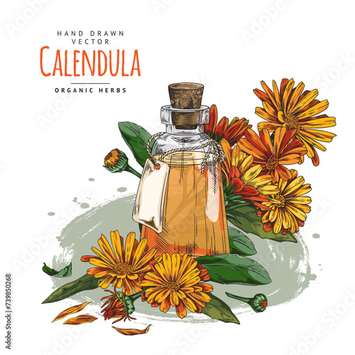Hand drawn bottle of oil or tincture with calendula flowers.