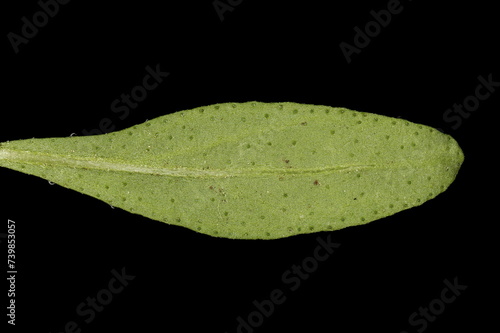 Summer Savory (Satureja hortensis). Leaf Closeup photo