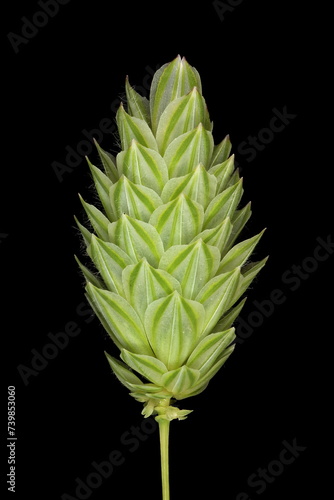 Canary Grass (Phalaris canariensis). Flowering Panicle Closeup photo