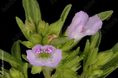 Summer Savory (Satureja hortensis). Inflorescence Detail Closeup photo