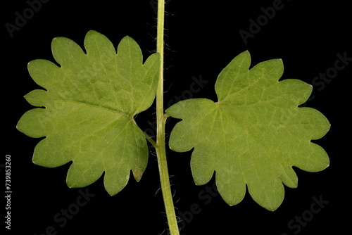 Salad Burnet (Sanguisorba minor). Basal Leaf Detail Closeup photo