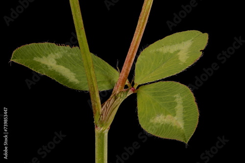 Red Clover (Trifolium pratense). Stem Section and Leaf Closeup