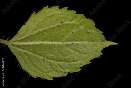 Shaggy Soldier (Galinsoga quadriradiata). Leaf Closeup photo