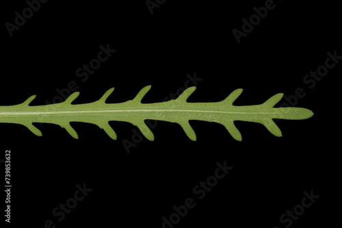 Coastal Tidytips (Layia platyglossa). Leaf Closeup photo