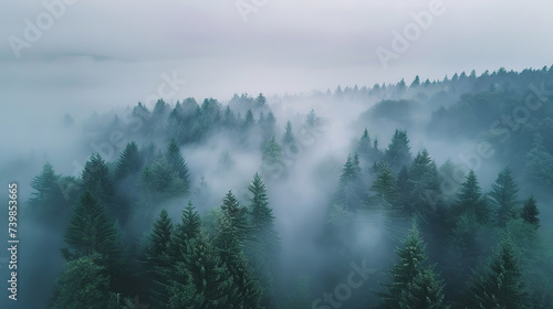 Aerial view of fog over pine forest: mysterious, atmospheric scenery. © Uwe