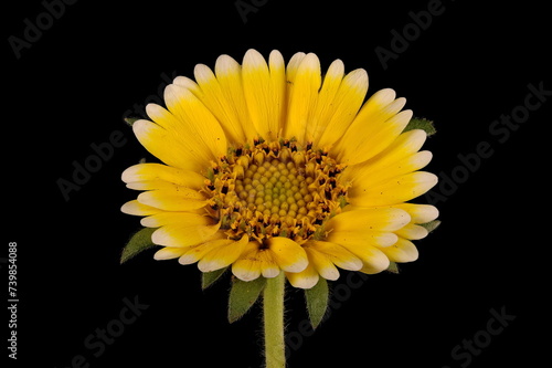 Coastal Tidytips (Layia platyglossa). Flowering Capitulum Closeup photo