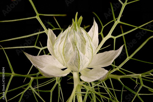 Love-in-a-Mist (Nigella damascena). Opening Double Flower Closeup photo