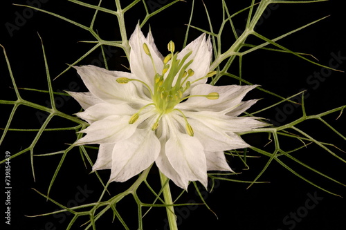 Love-in-a-Mist (Nigella damascena). Double Flower Closeup photo