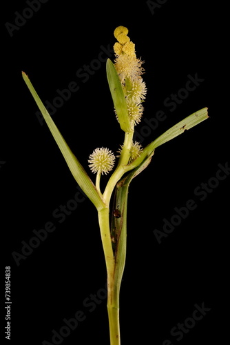 Unbranched Bur-Reed (Sparganium emersum). Inflorescence Closeup