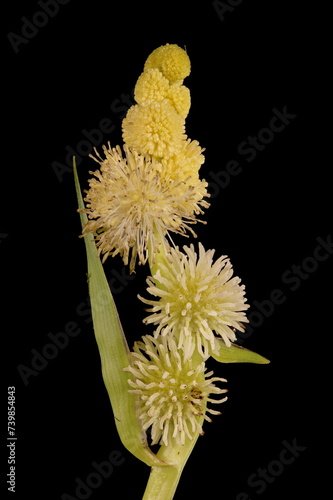 Unbranched Bur-Reed (Sparganium emersum). Inflorescence Closeup photo