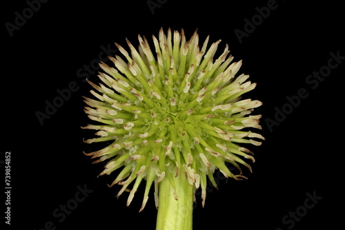 Unbranched Bur-Reed (Sparganium emersum). Immature Fruiting Pistillate Head Closeup photo