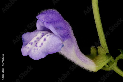 Common Skullcap (Scutellaria galericulata). Isolated Flower Closeup photo