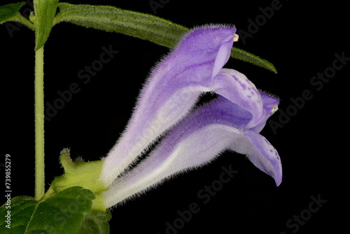 Common Skullcap (Scutellaria galericulata). Flowers Pair Closeup photo