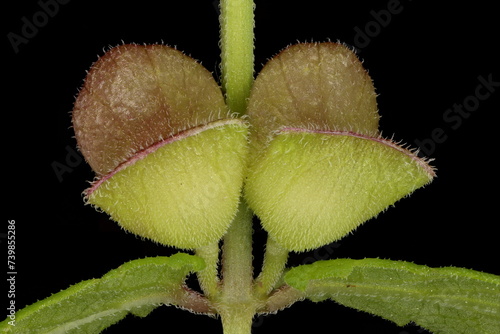 Common Skullcap (Scutellaria galericulata). Maturing Fruit Closeup