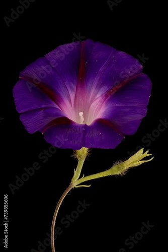 Common Morning-Glory (Ipomoea purpurea). Flower Closeup photo