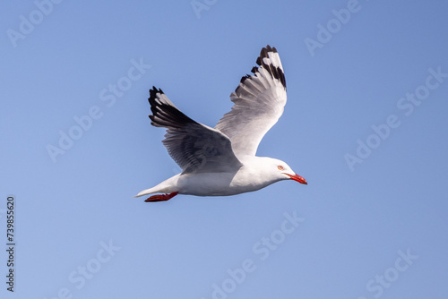 Fotografie Silver gull flying in the sky