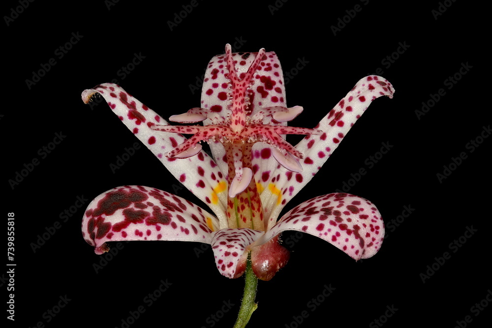 custom made wallpaper toronto digitalHairy Toad Lily (Tricyrtis hirta). Flower Closeup