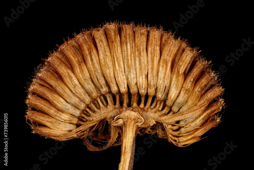 Wild Bergamot (Monarda fistulosa). Infructescence Closeup photo