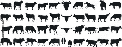 cow silhouette Vector set, cattle silhouettes, diverse breed of cows. Ideal for farm, ranch branding. Perfect for logos, decals. Black, white background. Bulls, cows, standing, walking, running photo