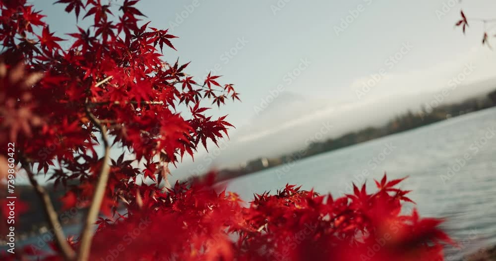 Nature, trees and forest in Japan with lake for landscape, environment or water by cityscape. Travel destination, natural background and red leaves in woods, park or mountain by river for scenic view Nature, trees and forest in Japan with lake for landscape, environment or water by cityscape. Travel destination, natural background and red leaves in woods, park or mountain by river for scenic view