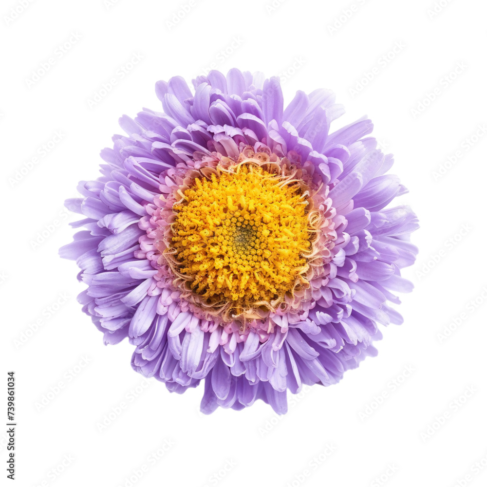 Beautiful purple daisy flower top view on an isolated background