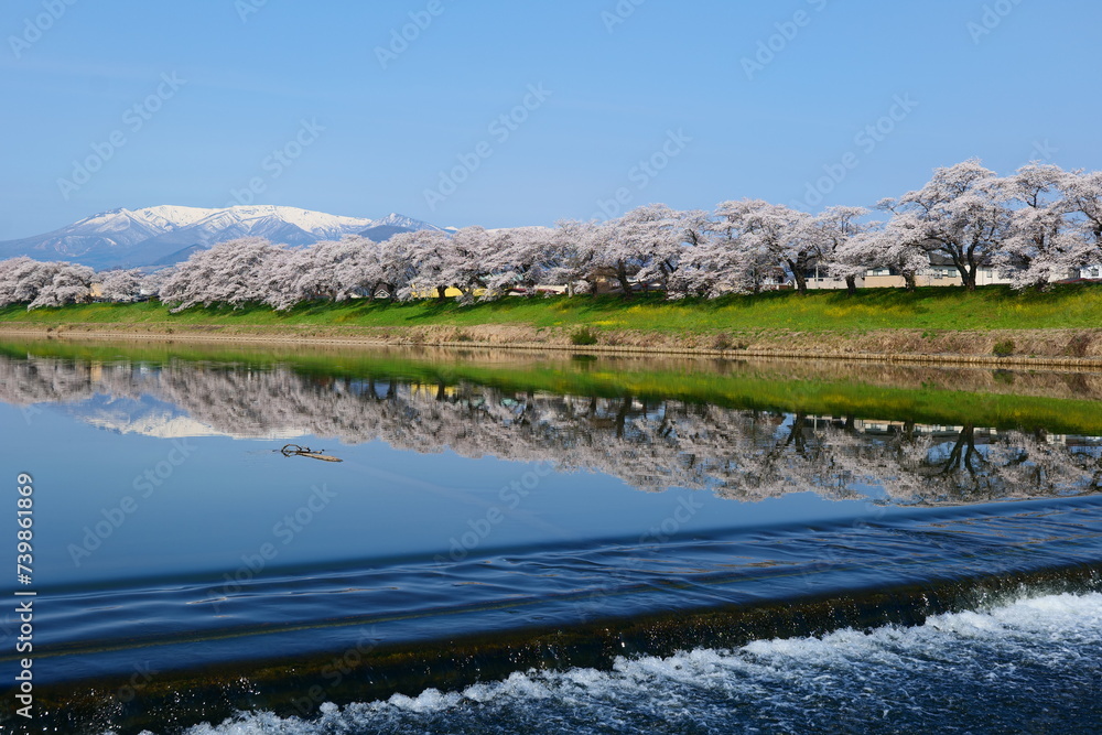 白石川一目千本桜と残雪の蔵王連峰。大河原、宮城、日本。4月上旬。