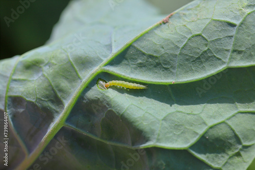 Konstfotografi Young diamondback moth Plutella xylostella caterpillar feeding on cabbage