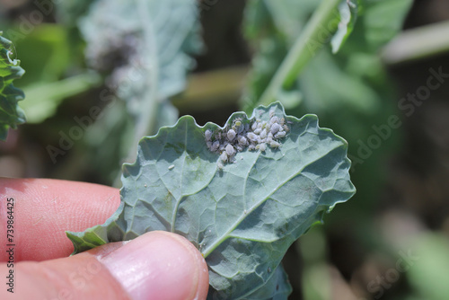 Bild auf Leinwand Brevicoryne brassicae, commonly known as the cabbage aphid or cabbage aphis or mealy cabbage aphid on rapeseed leaf